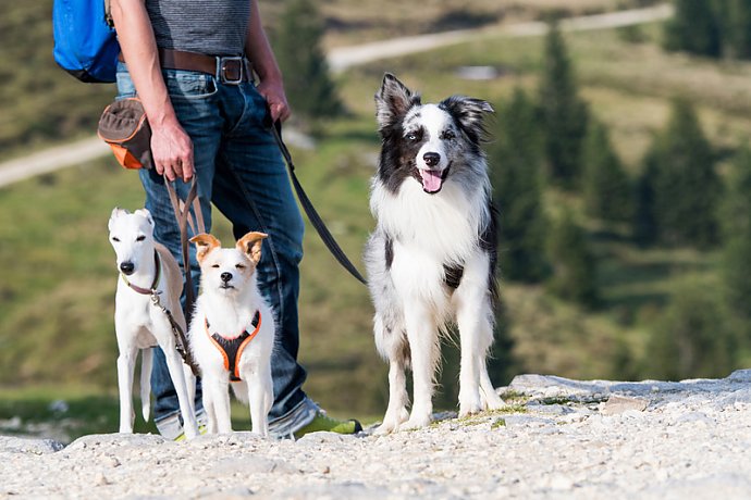Österreich mit Hund Österreich mit Hund