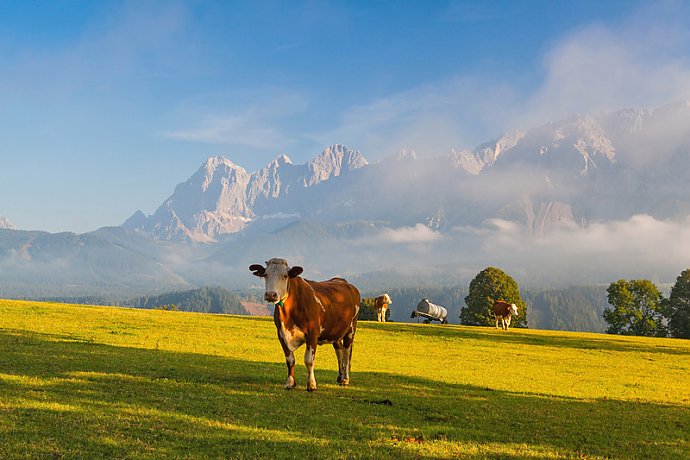Urlaub auf dem Bauernhof Österreich Urlaub auf dem Bauernhof Österreich