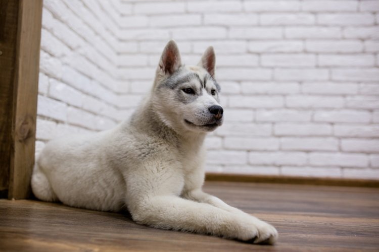 Ferienhaus Österreich mit Hund Ferienhaus Österreich mit Hund